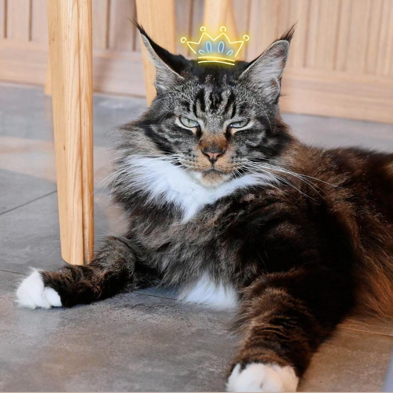 缅因猫,威武霸气,自带王者风范.