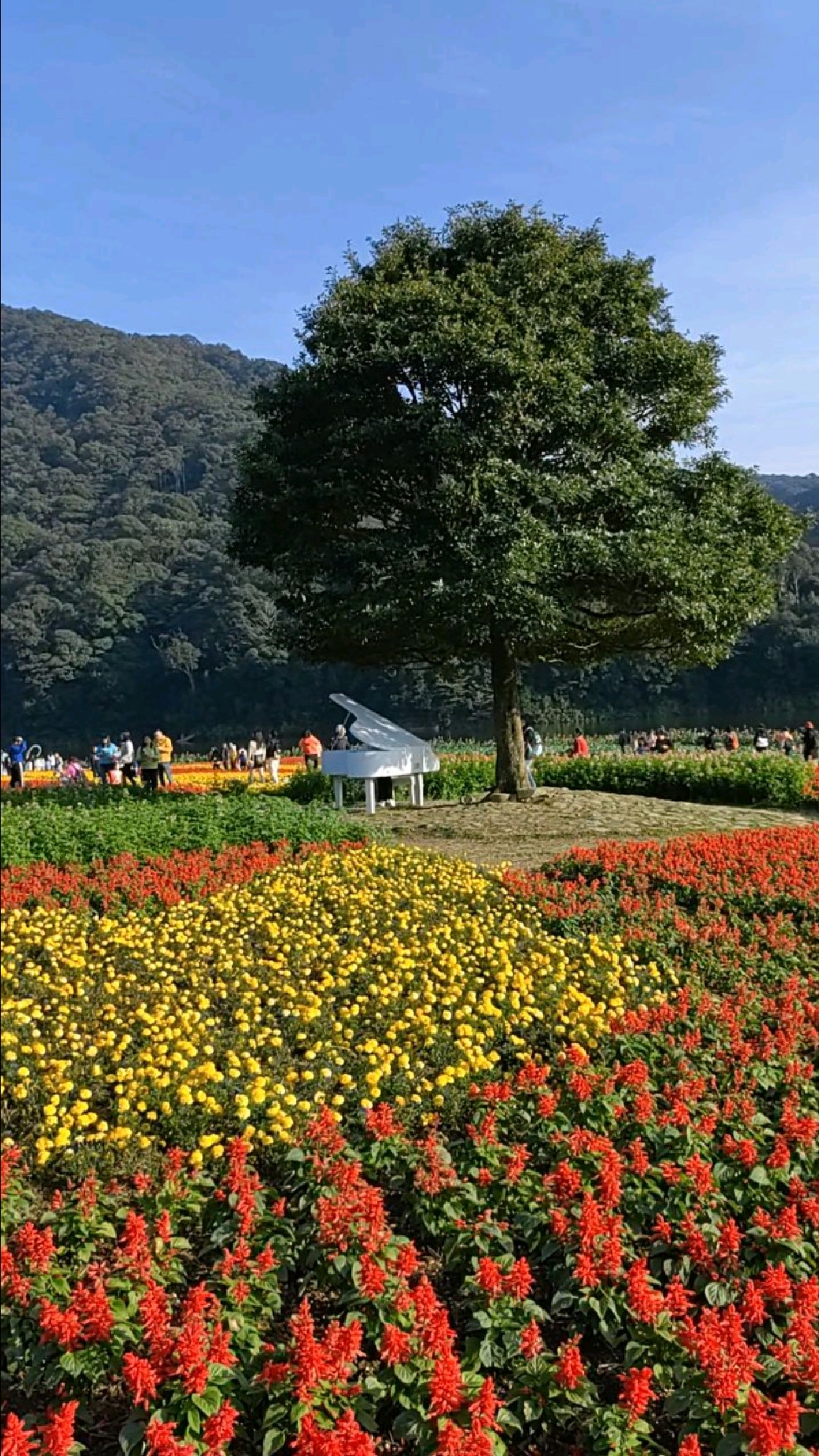 在花海遇見你坐在白色鋼琴旁邊為我輕輕彈唱