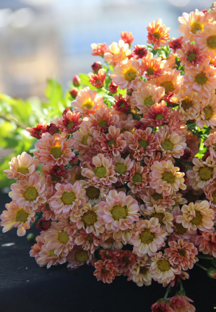 菊花# 切花香槟,这款深深浅浅的颜色拍出来就特别好看,华丽丽的色 ..