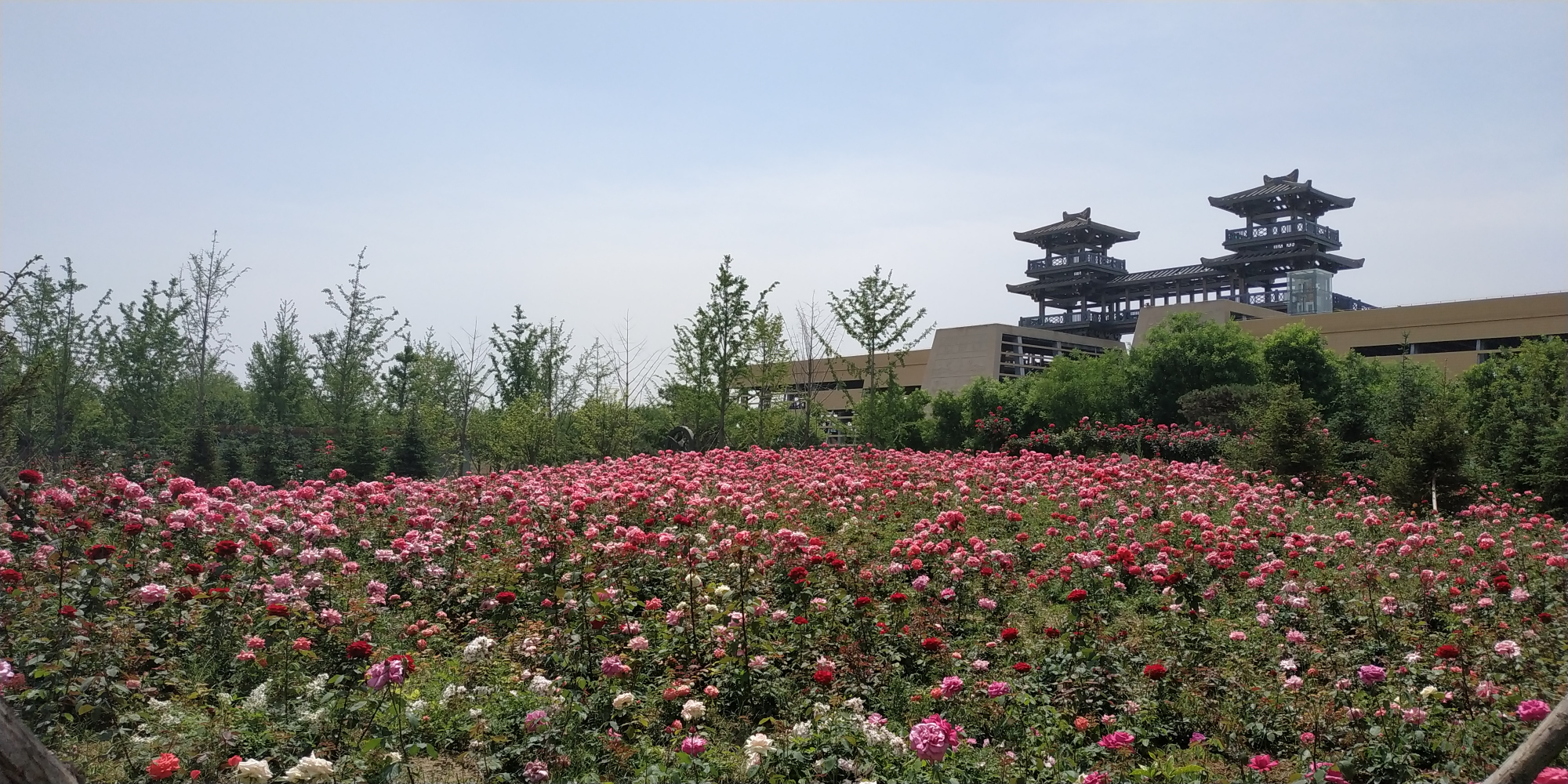 郑州港区苑陵故城遗址公园美景