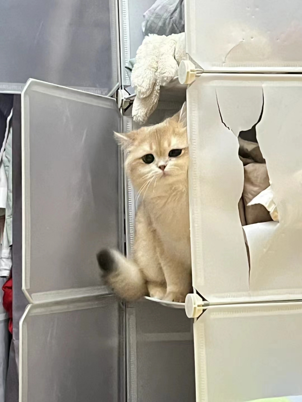 小猫咪闯祸了这是啥表情,谁给我分析一下…. 网友:大胆!