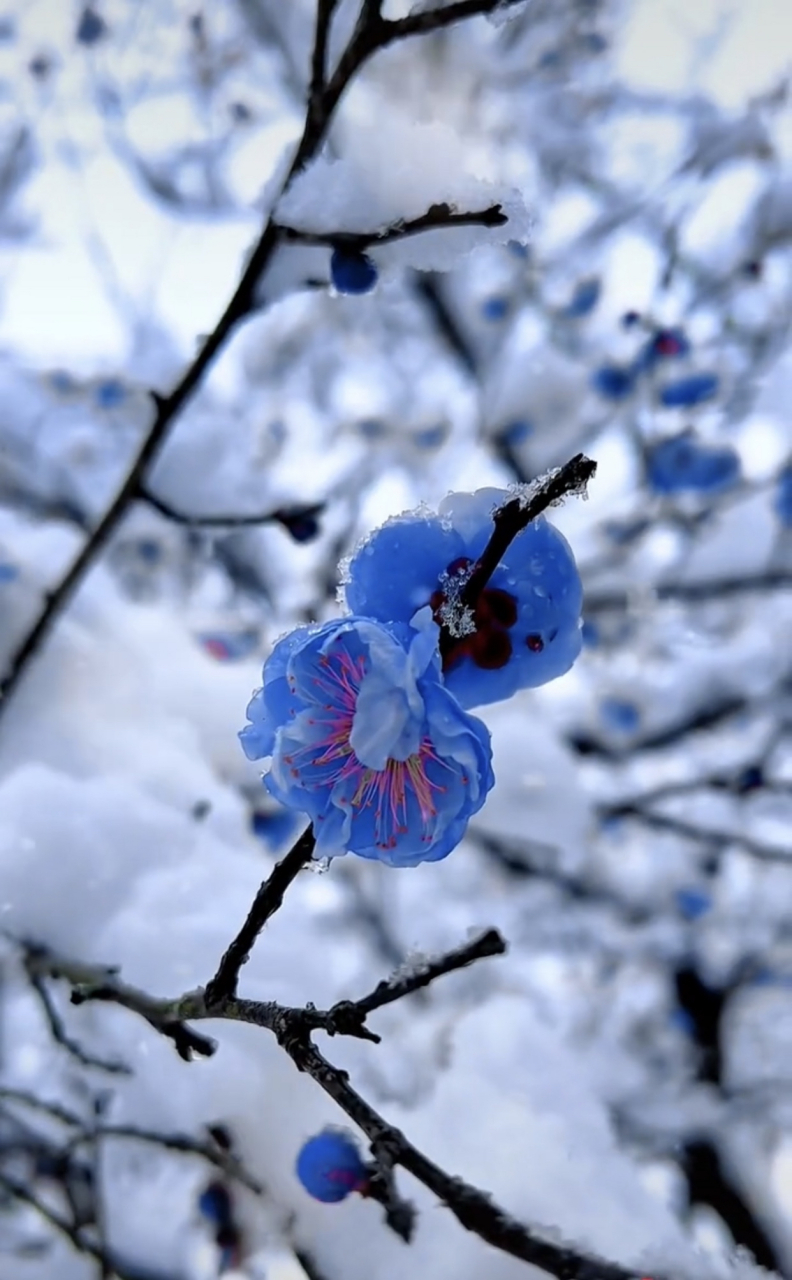 真的有蓝色的梅花吗,太漂亮了!