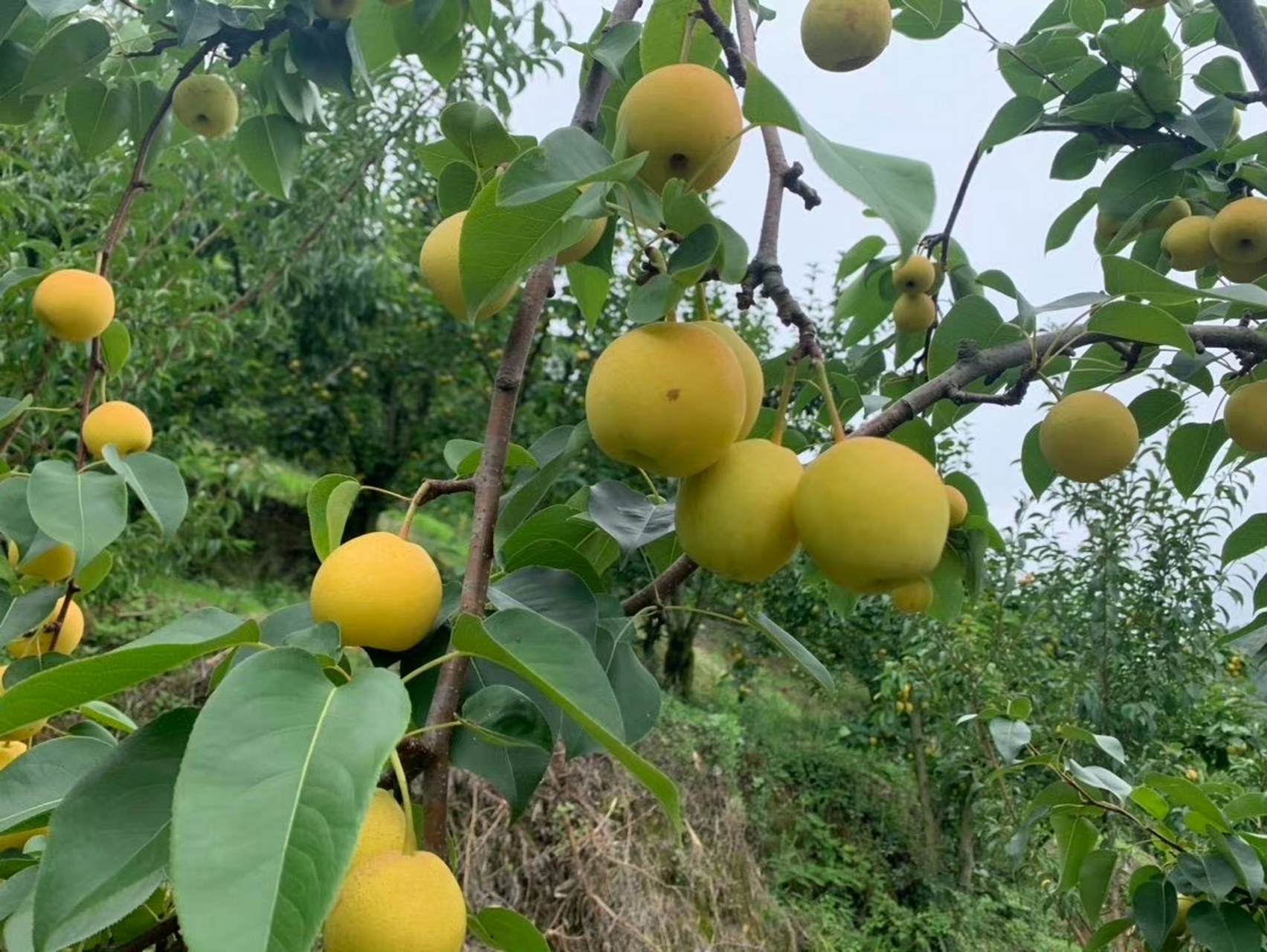 太阳雪梨98 看着就很甜