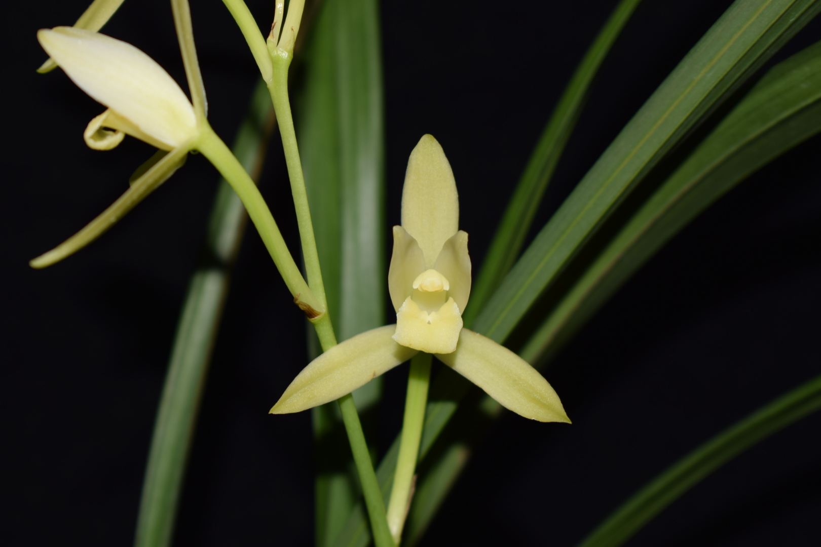 兰花楼梯草?海底芽?这几个方法试一试,兰友都说效果好