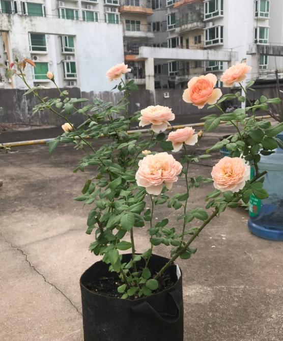 真宙快被黑斑病折腾死了,用了加强版多菌灵貌似无用
