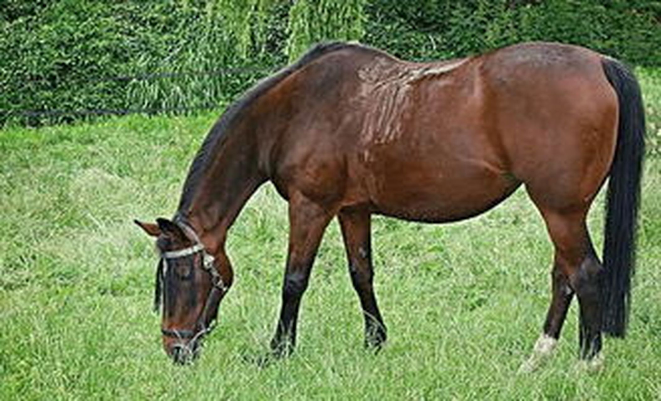 "又要马儿跑得好,又要马儿不吃草,是不行的.