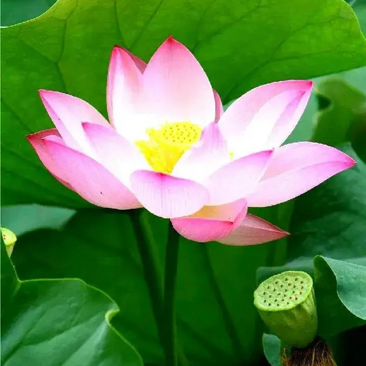 荷花池盛夏清风来90和和美美97连连好运97清塘涟微藕花香90忽