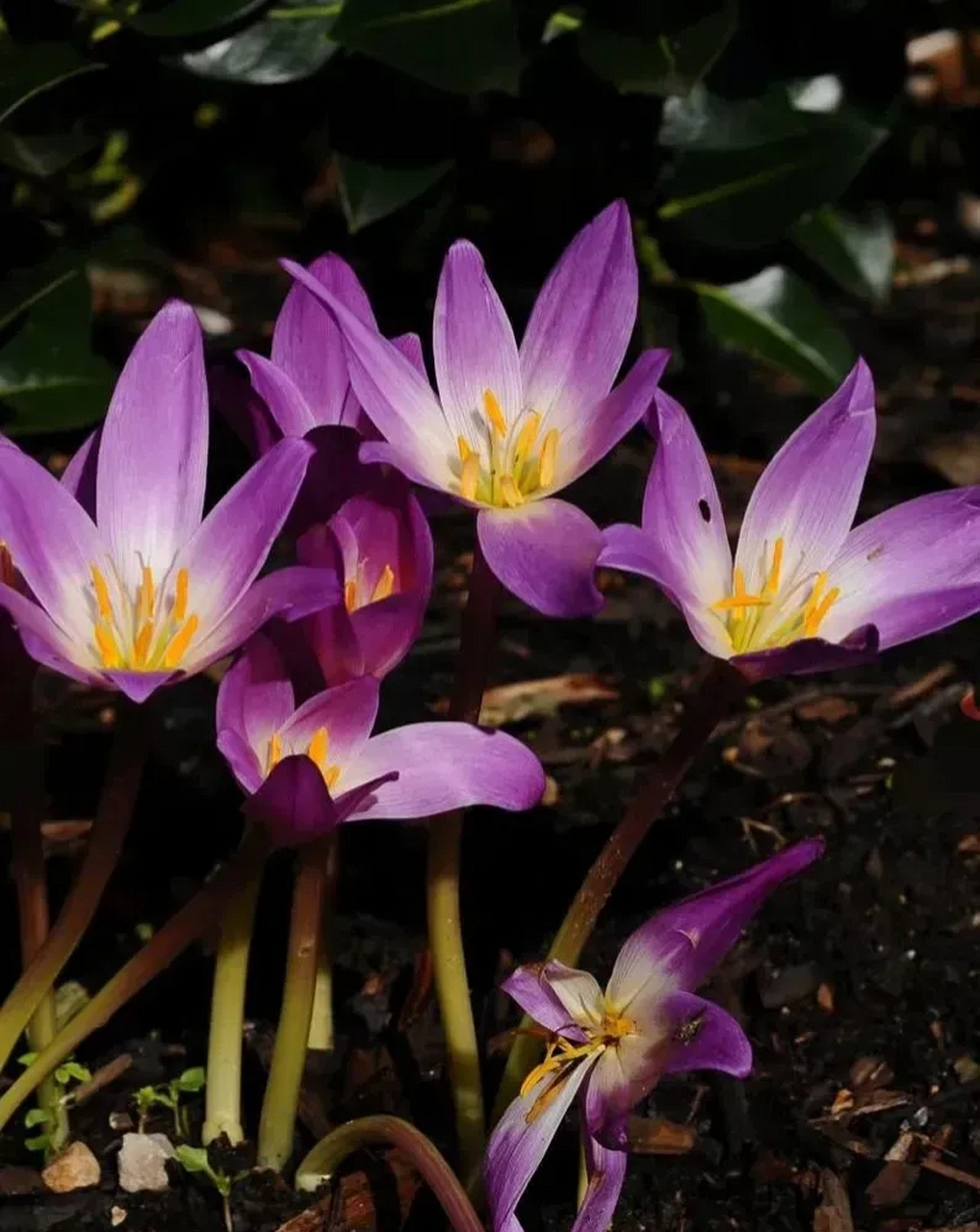 著名观赏花卉:秋水仙  秋水仙是百合科秋水仙属植物,多年生草本