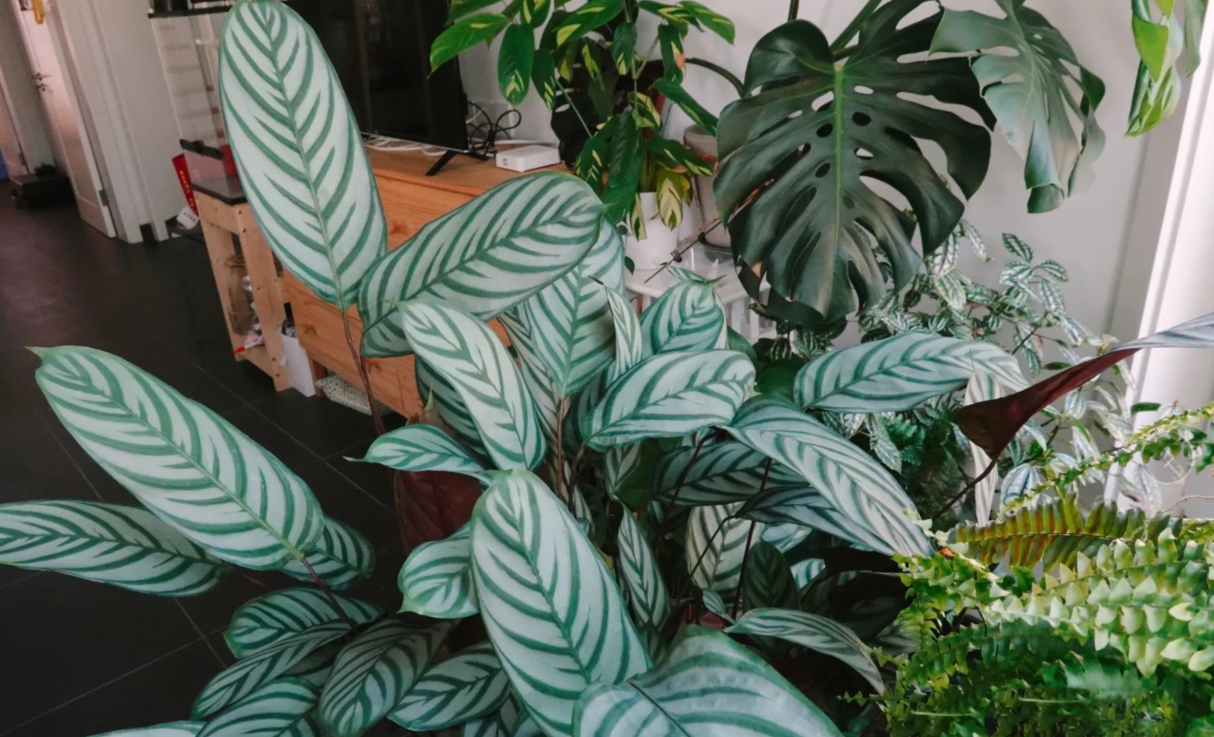 竹芋叶子干枯卷曲要不要剪掉?