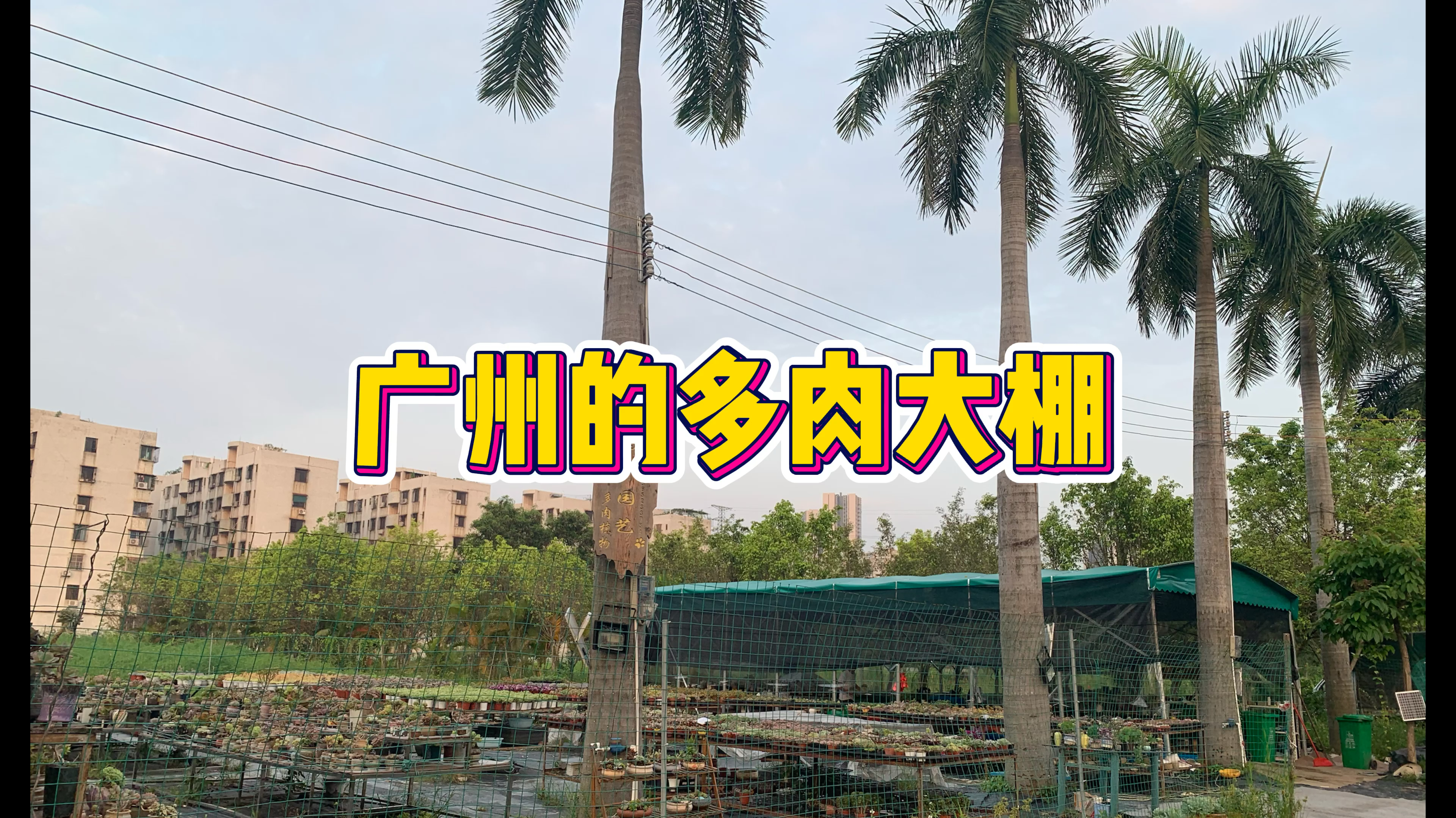 广州纯露养的多肉大棚,多肉状态在广州来说还是很不错的了,推荐