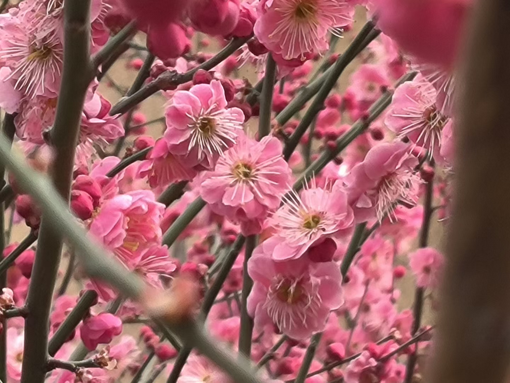 南昌赏梅正当时 南昌又到了看梅花的季节,梅花在枝头次第开放,非常