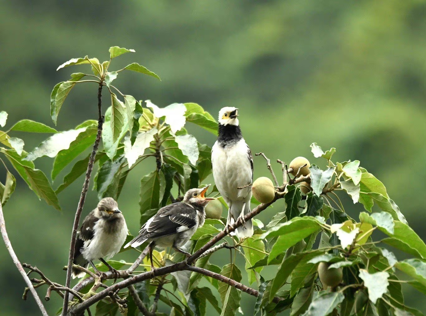黃昏雨停,站在陽台上看黑領椋鳥在石栗樹頂訓練一