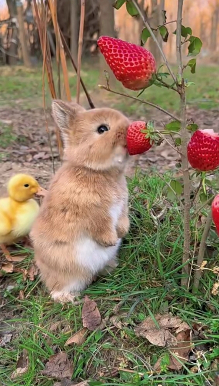 你家的兔子,你舍得给它吃草莓吗