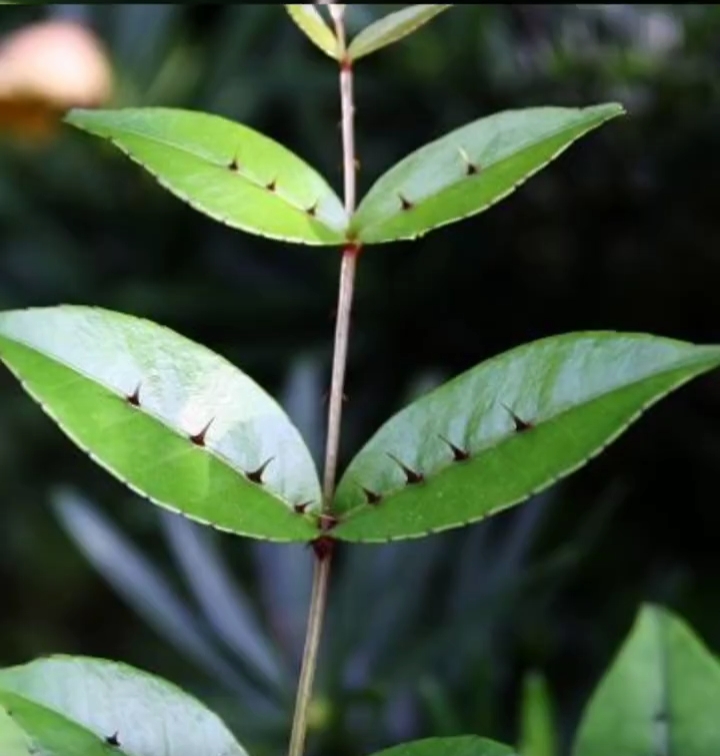 两面针图片植物图片图片