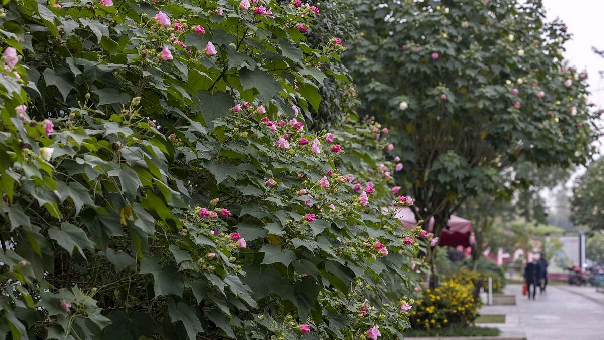 芙蓉花:"十月芙蓉正上妆"