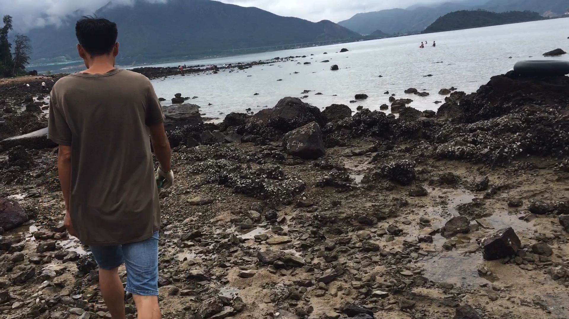 想要吃免费海味的看过来,一小时能挖20多斤生蚝和花甲的海沙滩