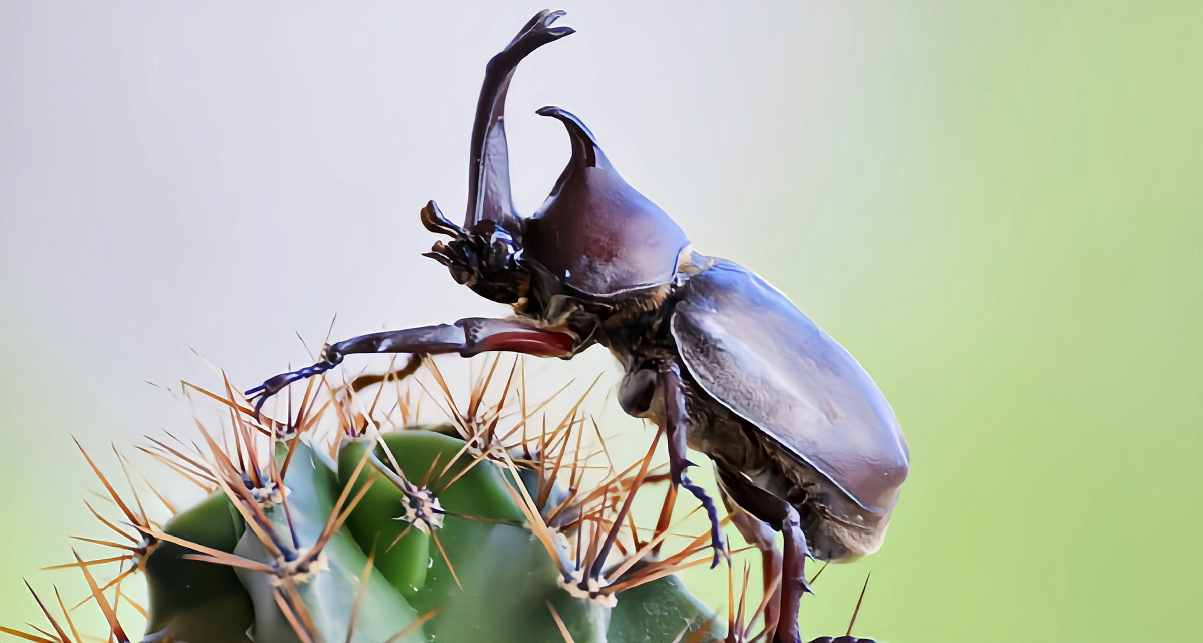 5厘米,体表颜色多样在不同条件下,双叉犀金龟会变色.