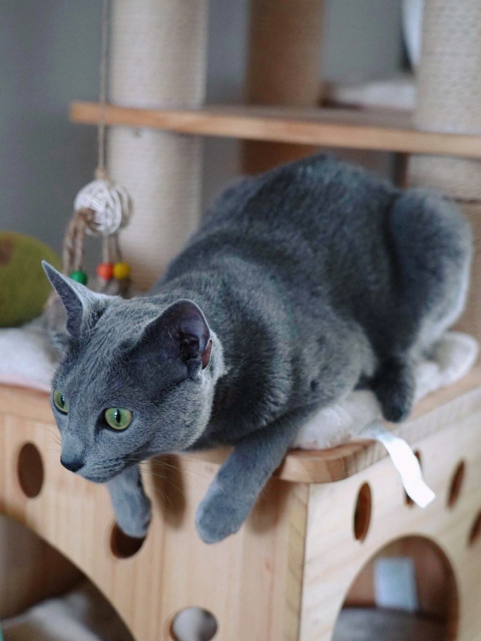 首先,俄罗斯蓝猫非常友善和亲近人类,喜欢与