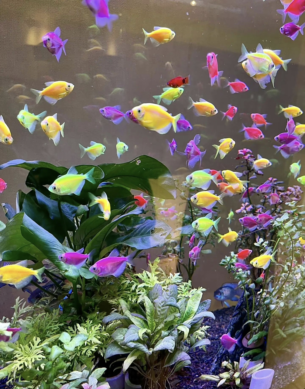 好想住进鱼缸里,天使鱼真的好可爱,这就是大自然的魅力吧