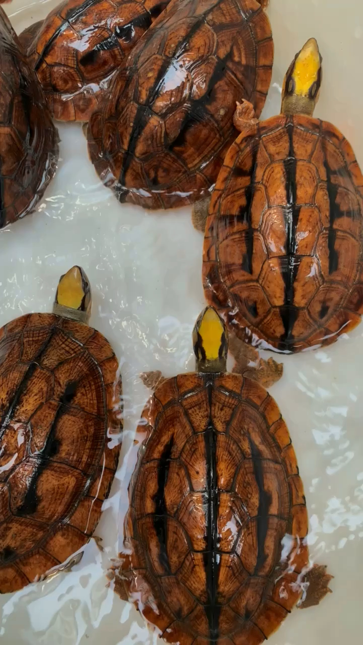金钱龟海南种大黄头,金黄头色,三线粗又长,冷水养殖