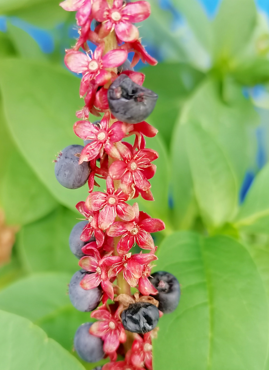 垂序商陆在中国作为药用植物引入,1935 年在杭州采到标本,后也作为