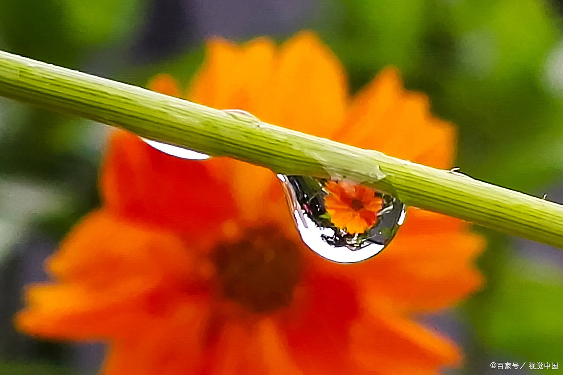 一滴露珠映出一朵花  露珠是大自然的杰作,它晶莹剔透,如同一颗颗钻石