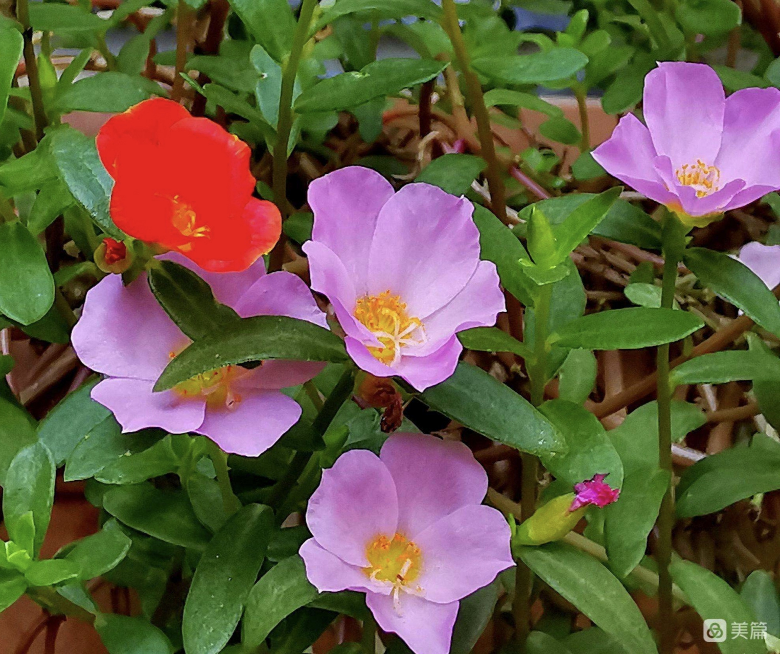 半枝莲(scutellaria barbata d.