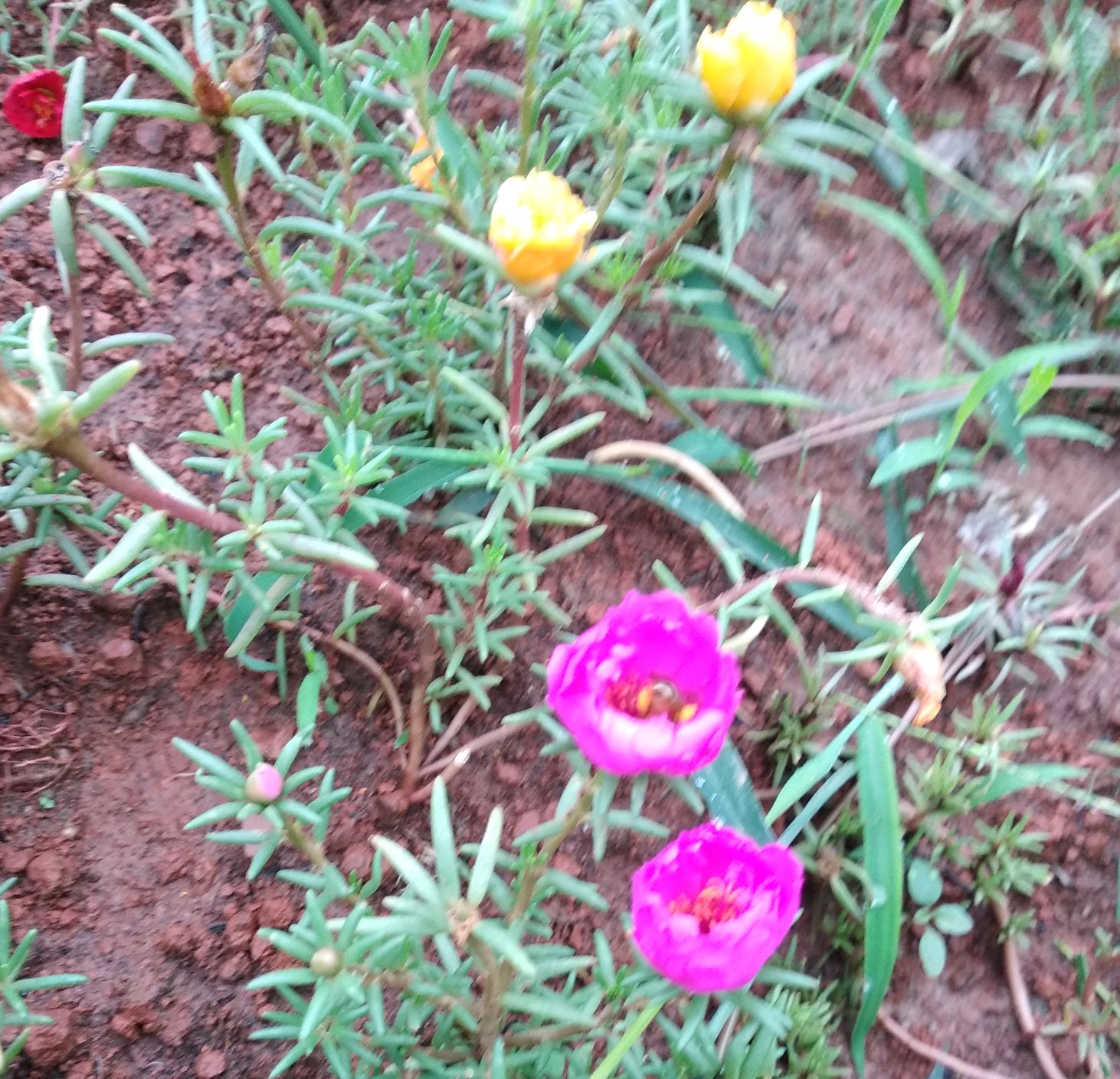 仲夏6月,路边种了好多大花马齿苋,也叫太阳花