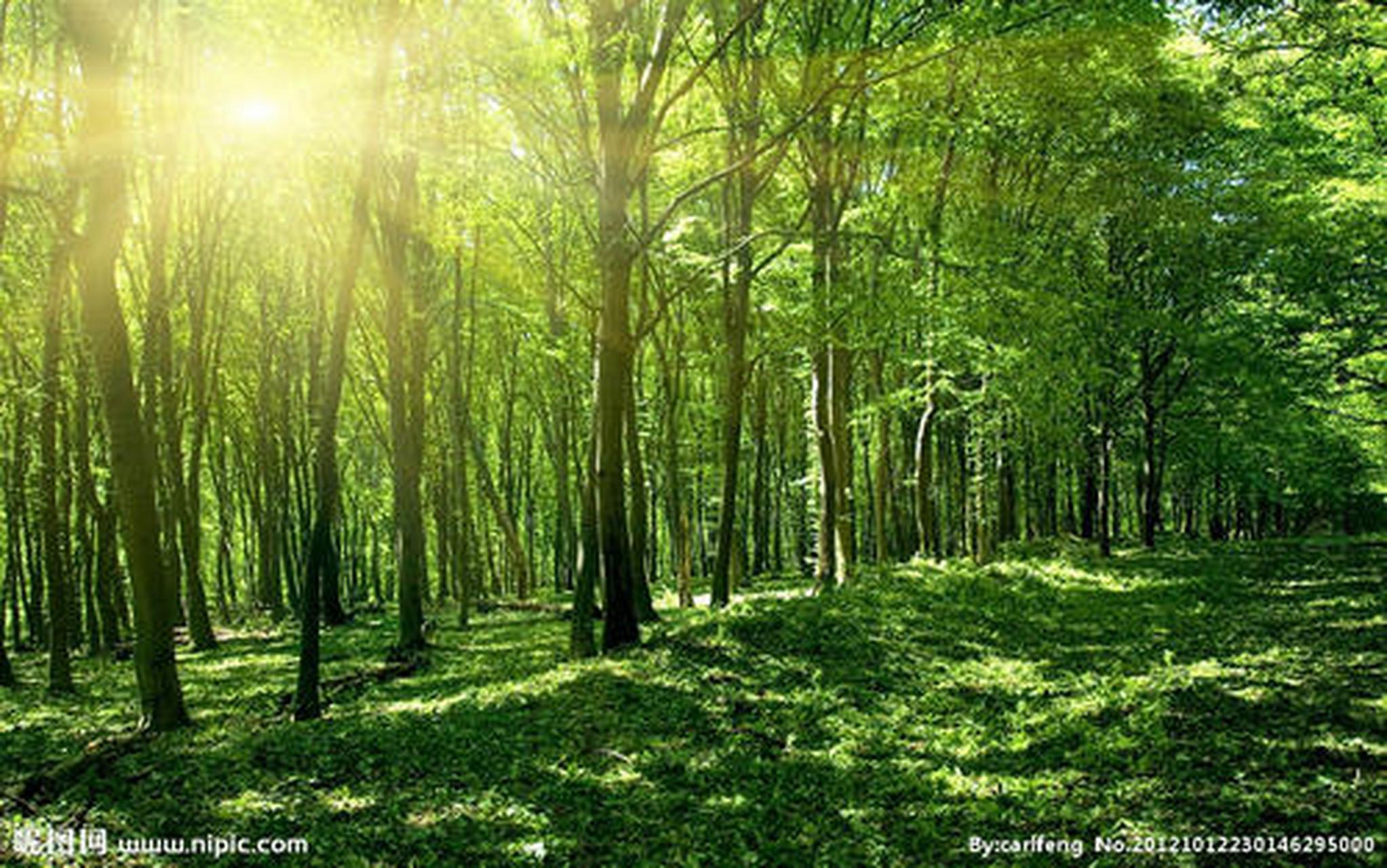 公务员考试常识判断:刷题巩固  下列选项中哪些自然资源不能属于集体