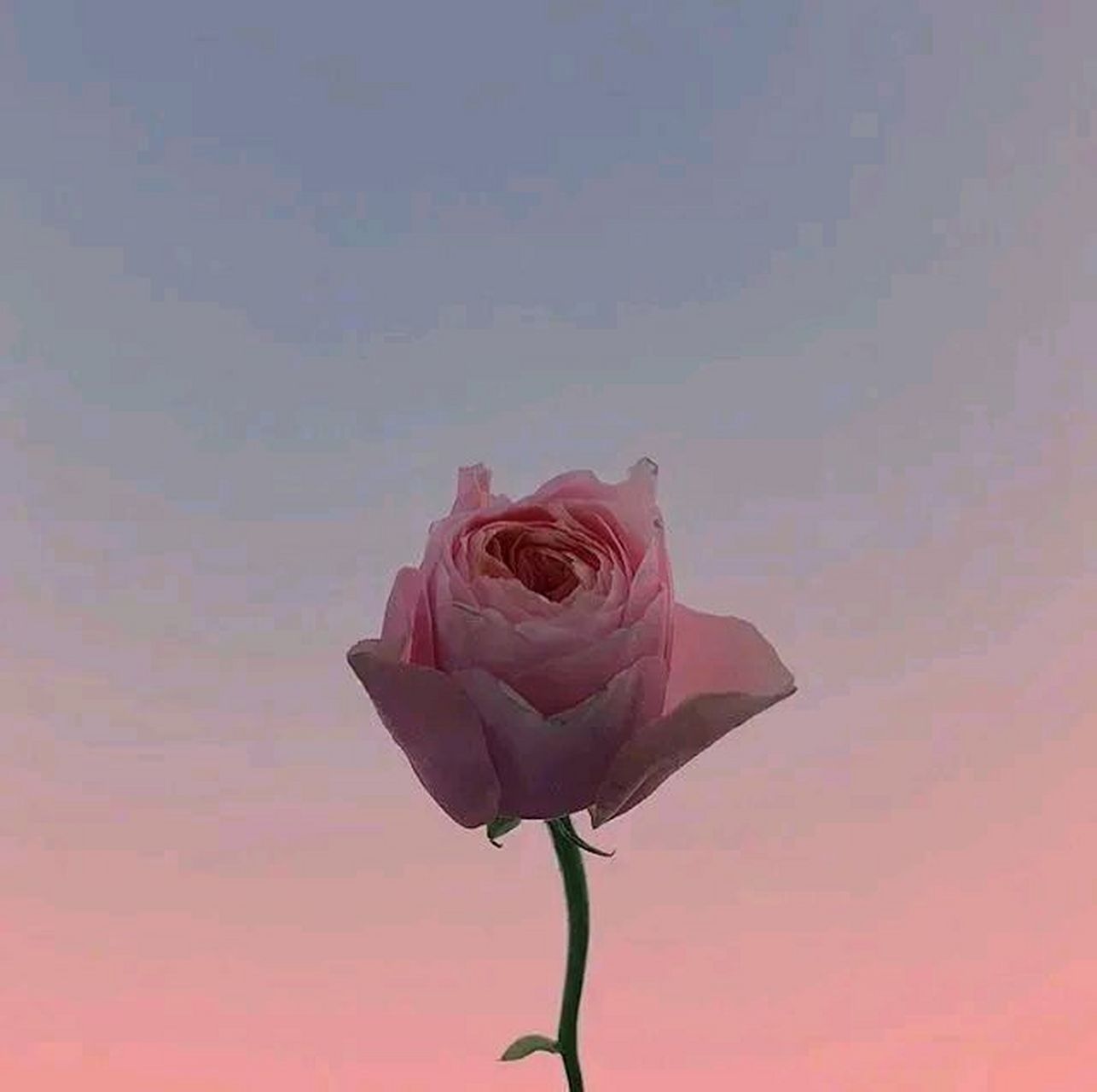 一大姐打了个黑车回家司机说:"现在查的紧,万一被查,你就说是我老婆".