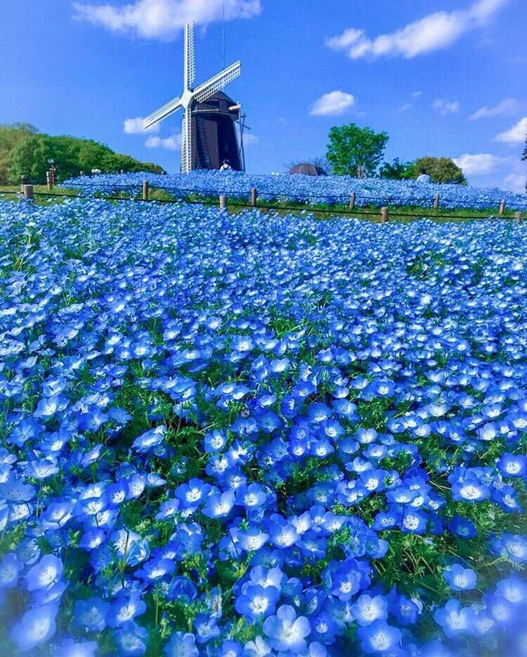 蓝色花海彼岸图片