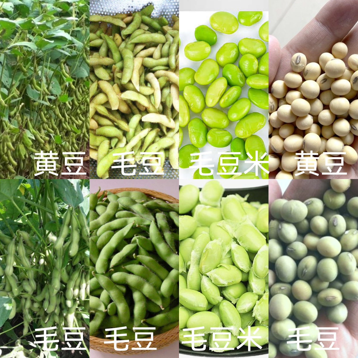 硬核科普:彻底搞清毛豆,黄豆,大豆的区别与联系
