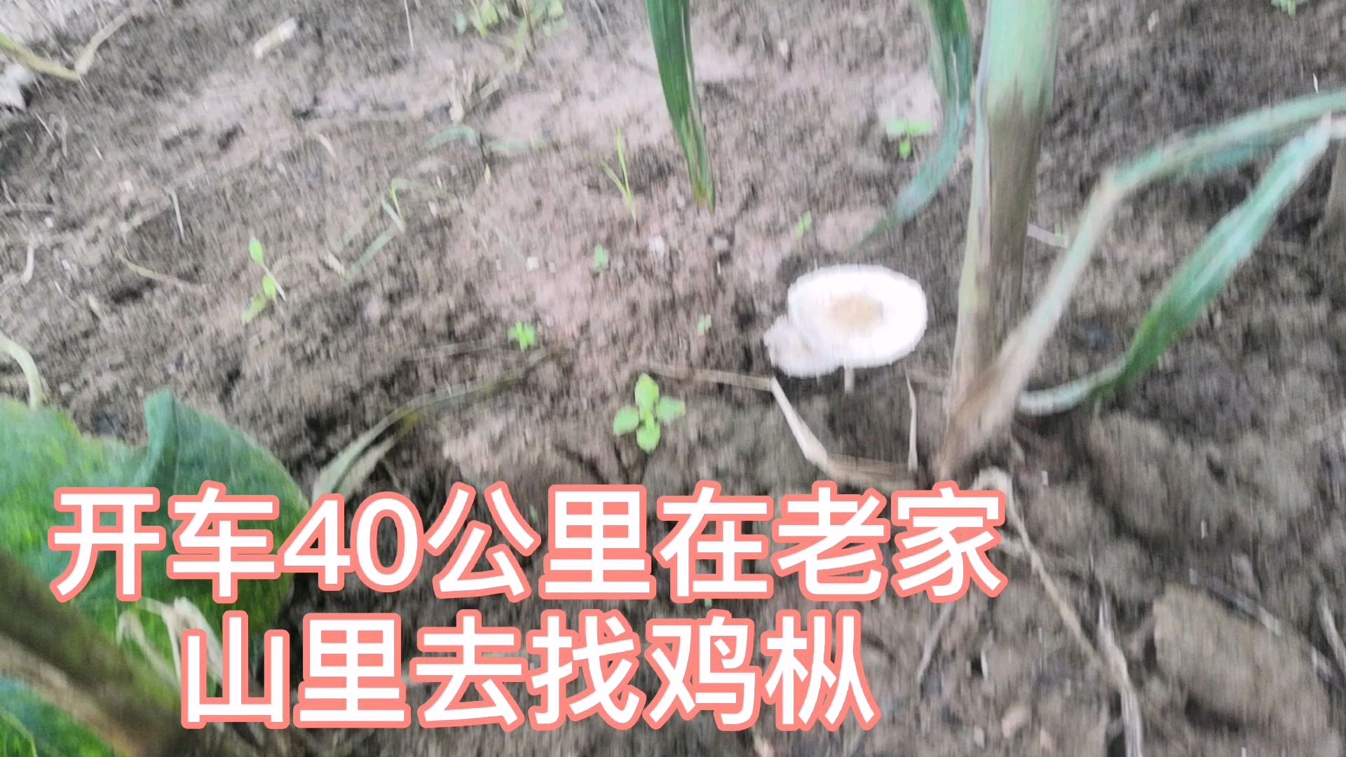 连续下了7天雨,开车40公里回老家去山里找鸡枞菌,结果出人意料