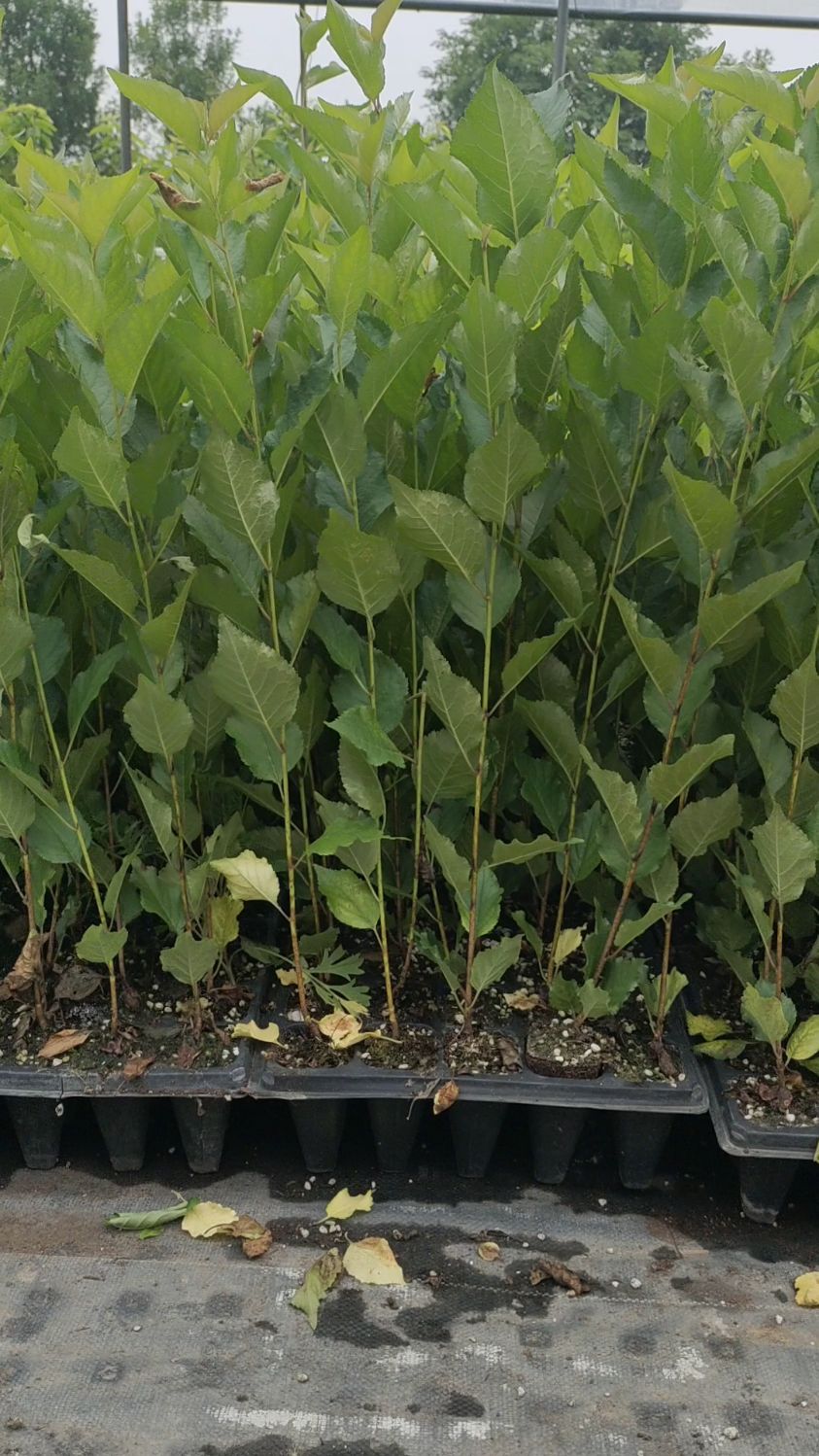 脱毒组培吉塞拉砧木,高度40-50公分大苗!