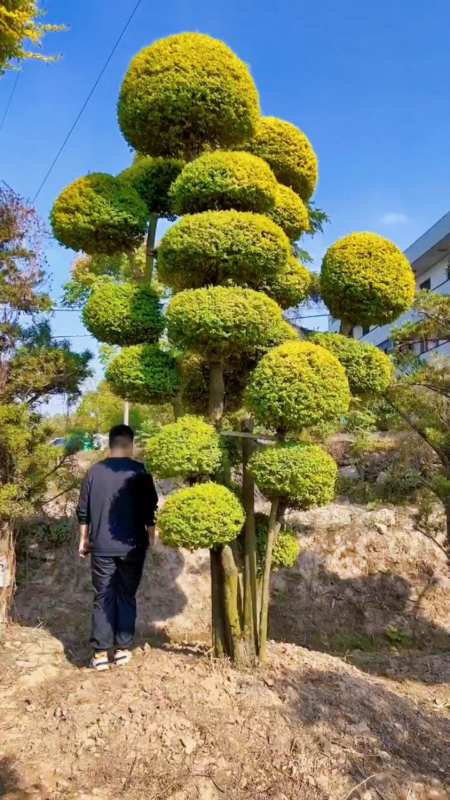 亮晶女贞造型树四季不落叶适合庭院别墅农家小院栽植-度小视