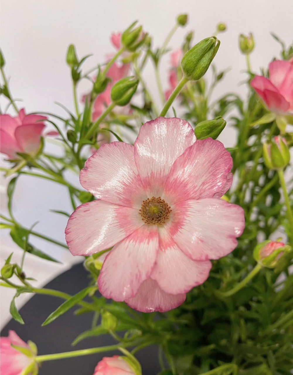 蝴蝶洋牡丹又称芹菜花,陆莲花,为毛茛科,花毛茛属多年生草本花卉