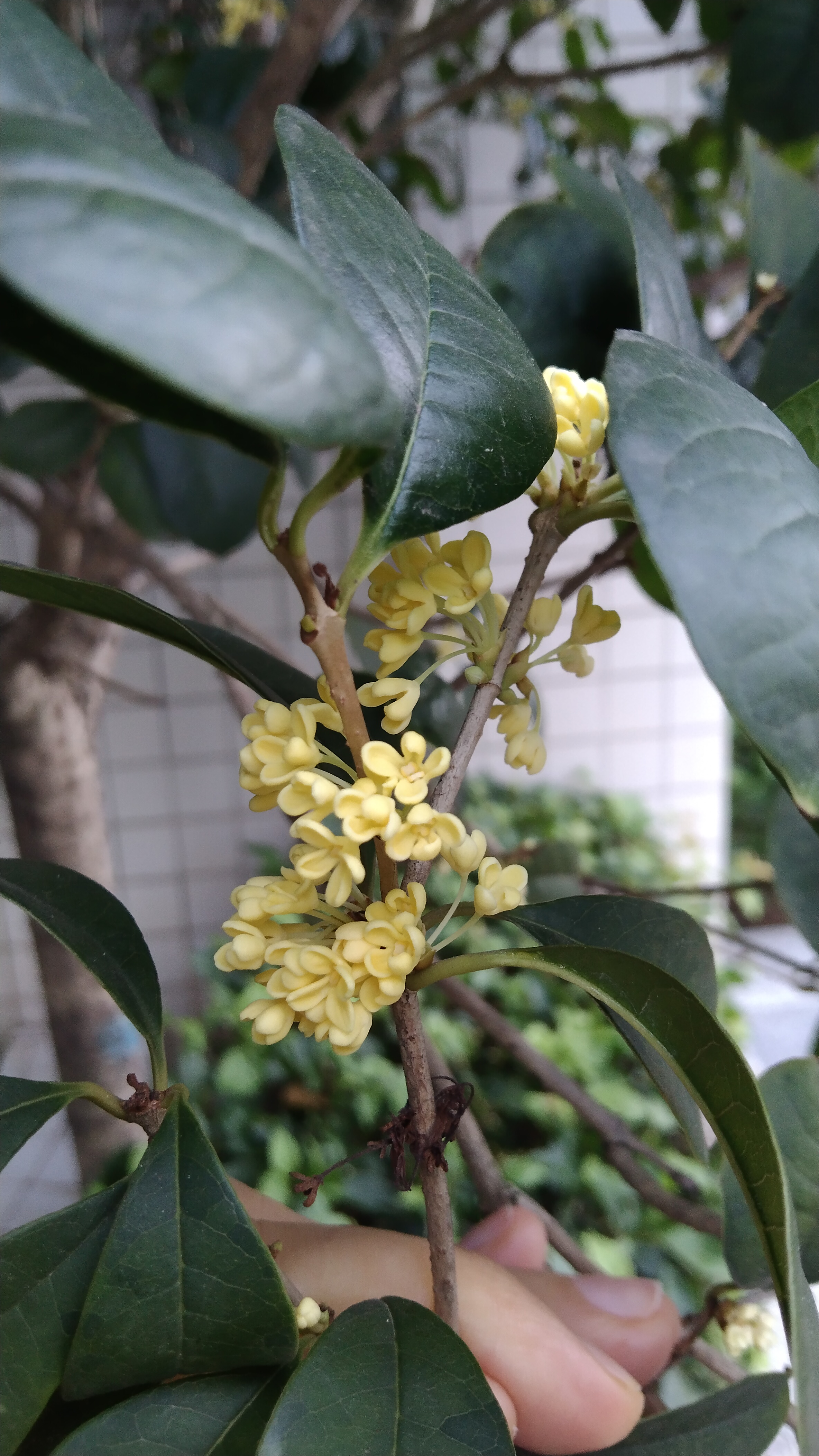 莫羡三春桃与李,桂花成实向秋荣. 何须浅碧轻红色,自是花中第一流.