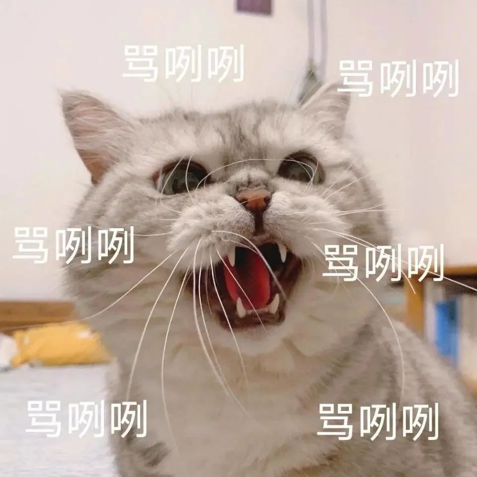让我看看谁还没个猫猫表情包