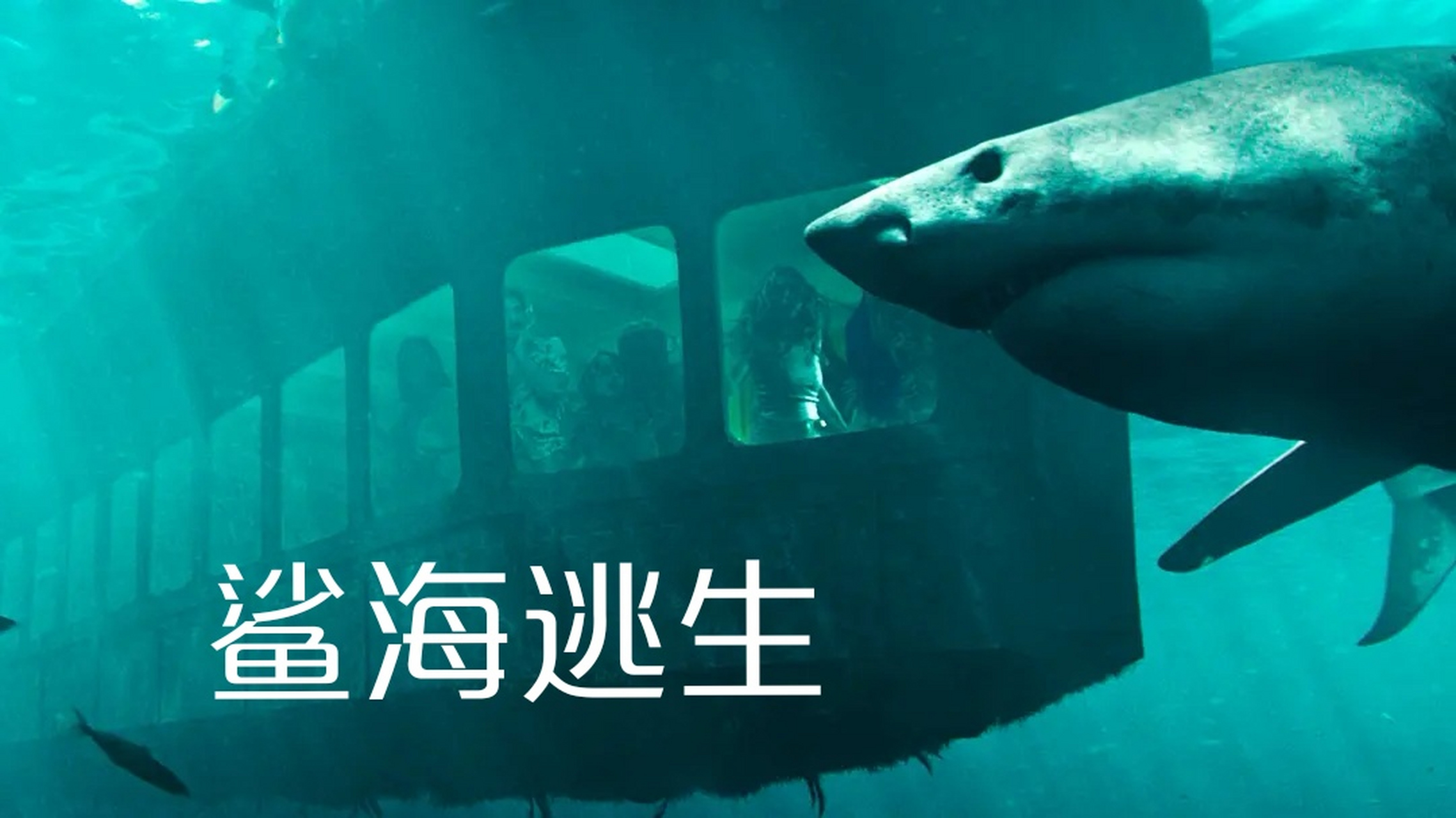 妹子们水下冒险遭遇鲨鱼袭击 冒险惊悚片《鲨海逃生》  每日电影推荐