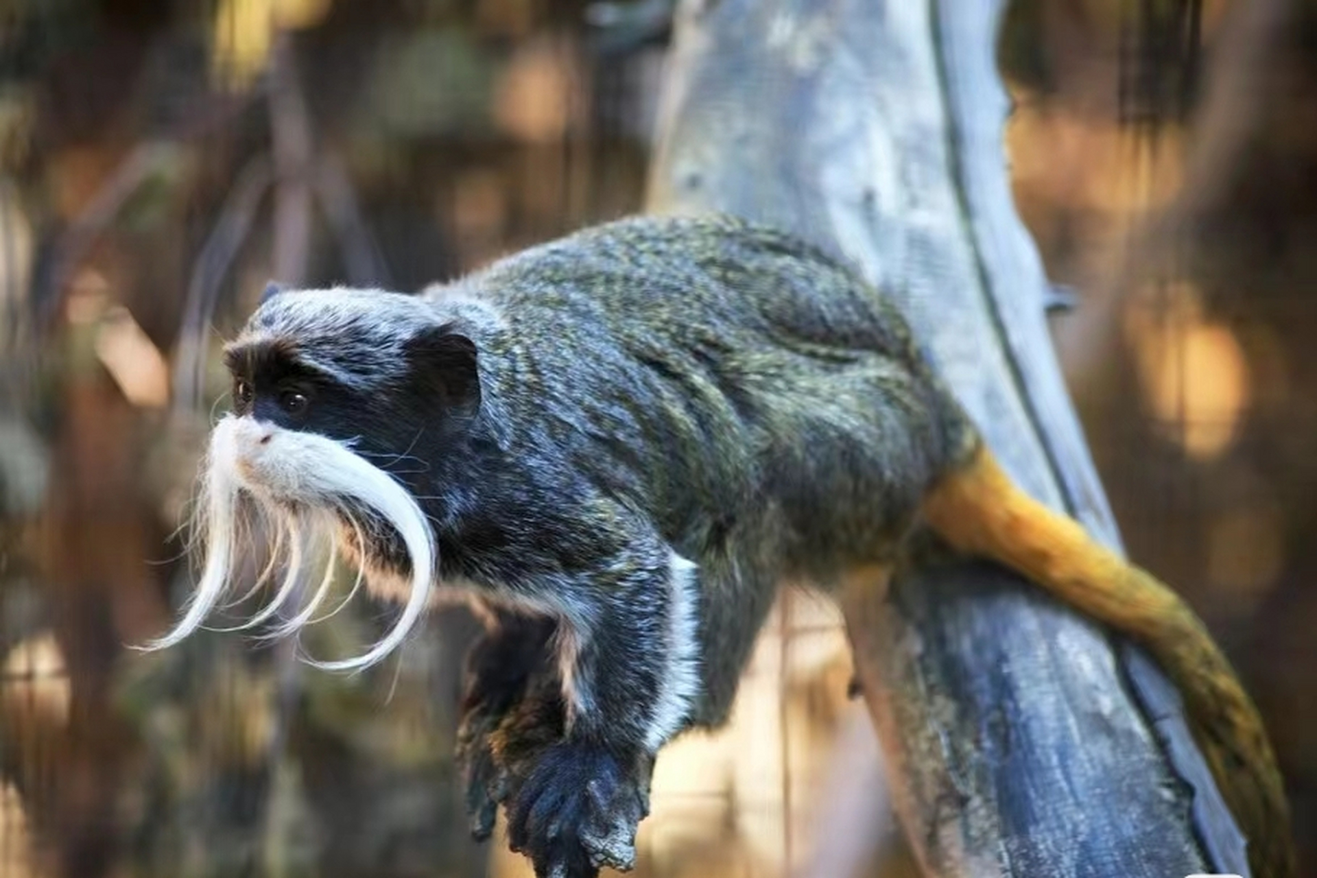长着白胡子的皇柽柳猴!