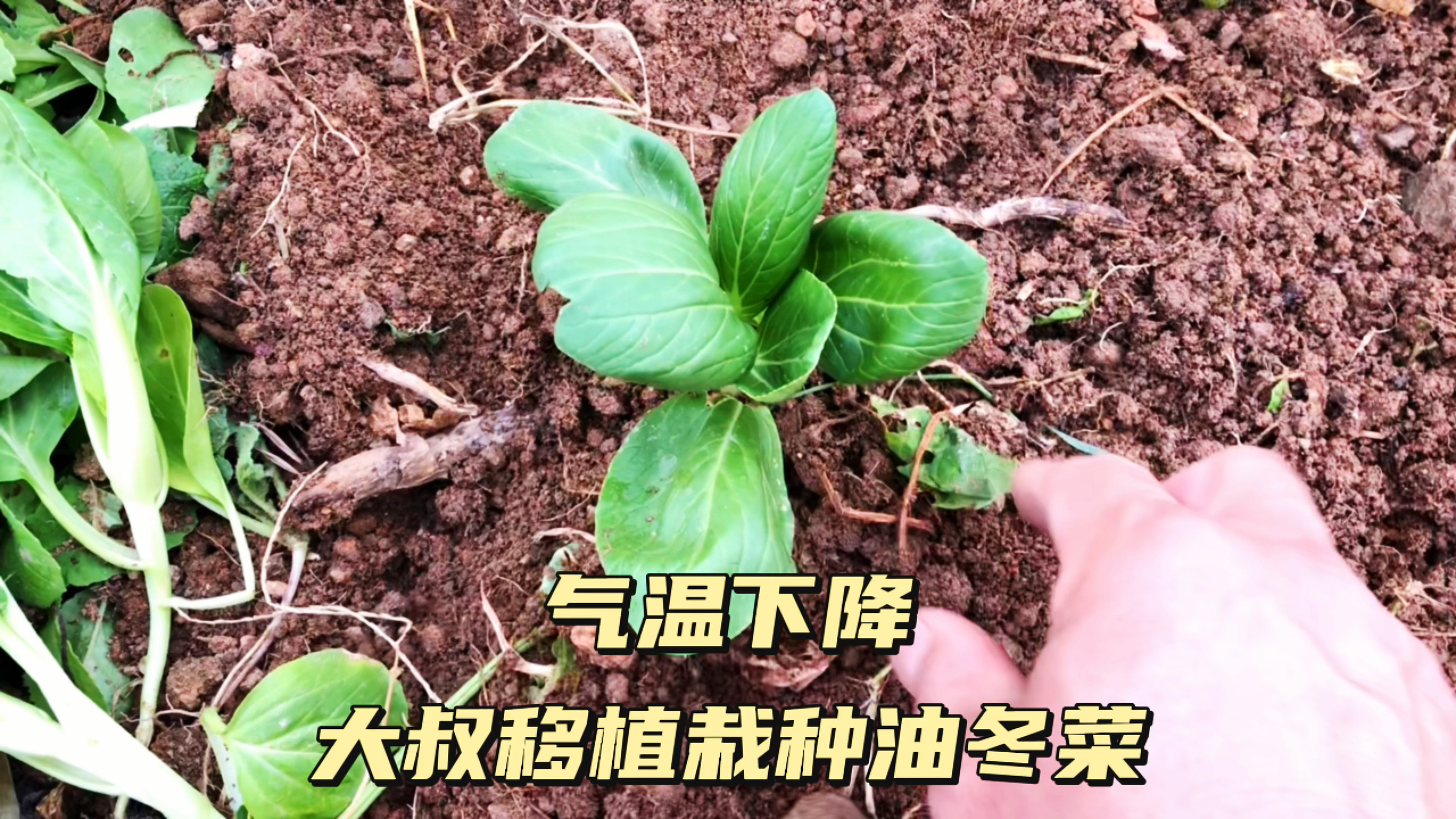vlog|气温下降,大叔移植栽种油冬菜