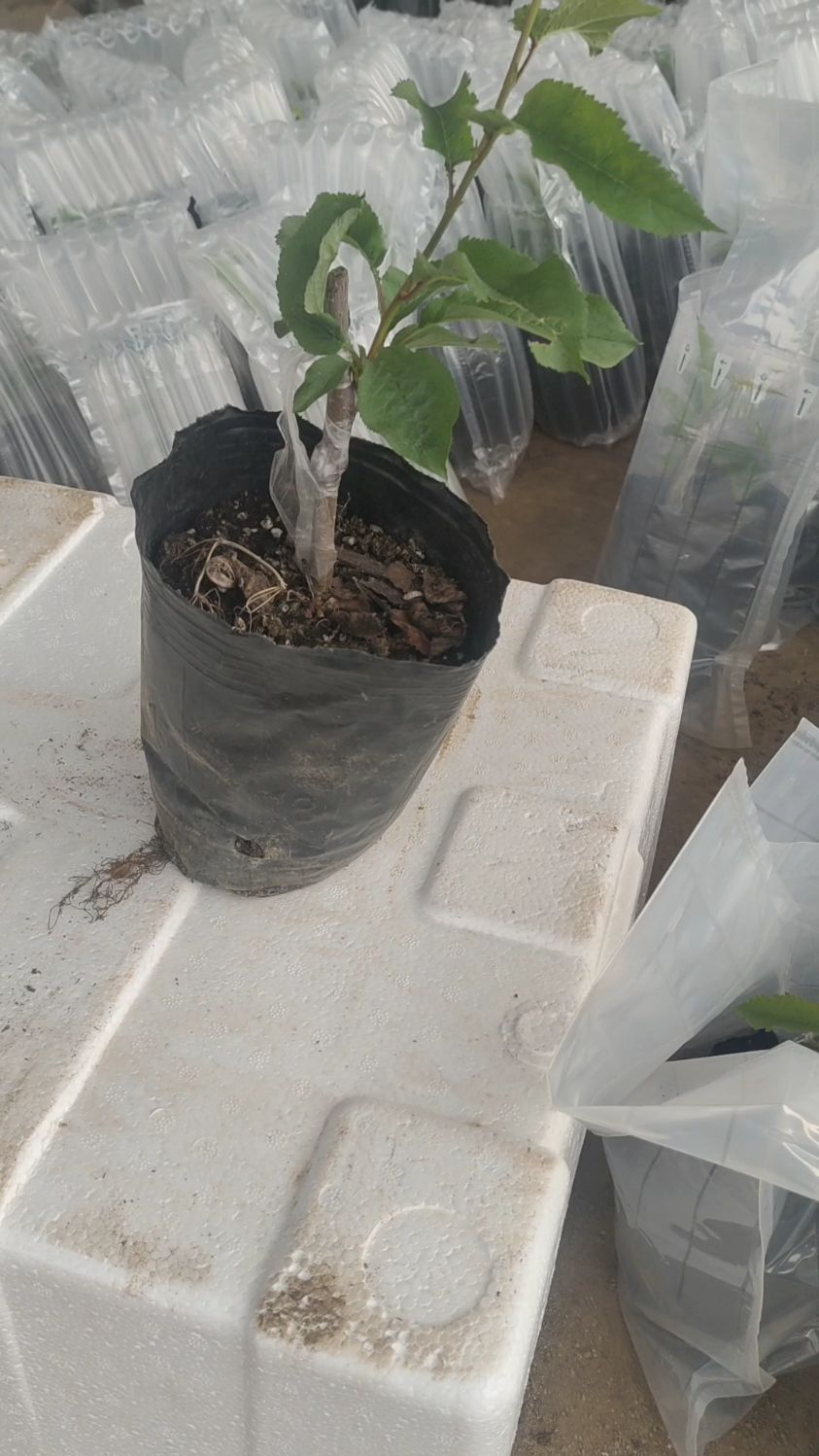 德樱一号,弗里斯克营养杯大樱桃苗目前长势良好!