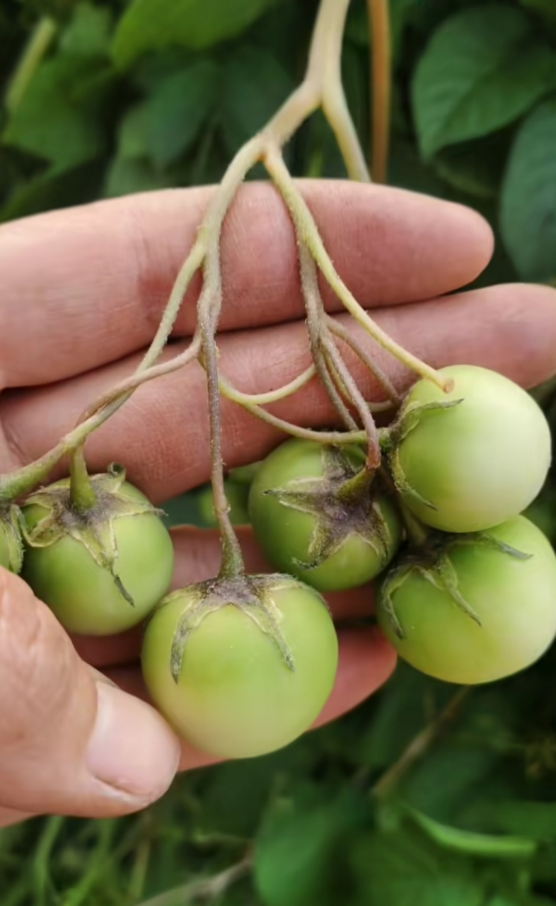 让你们见识见识土豆的果实!