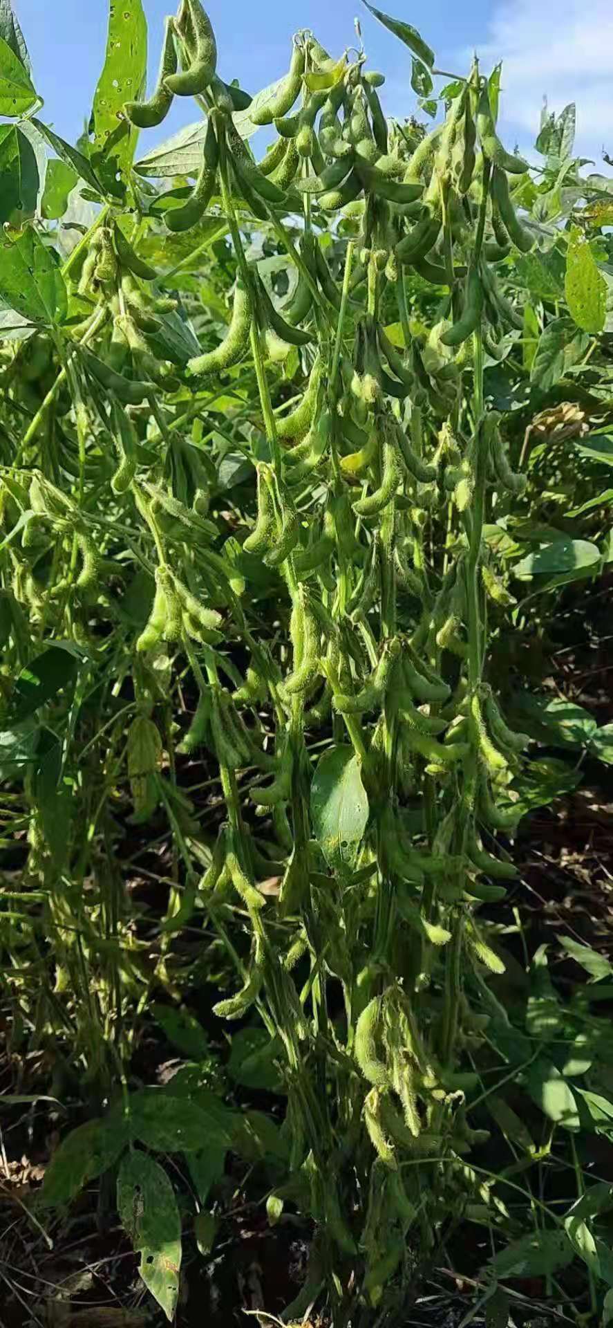 山东天鹰生物科技有限公司助力东北大豆创造高产奇迹