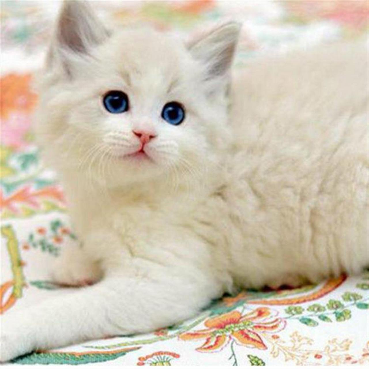 纯种蓝眼布偶猫活体海豹双色满背蓝双奶油色幼崽猫咪宠物猫出售g