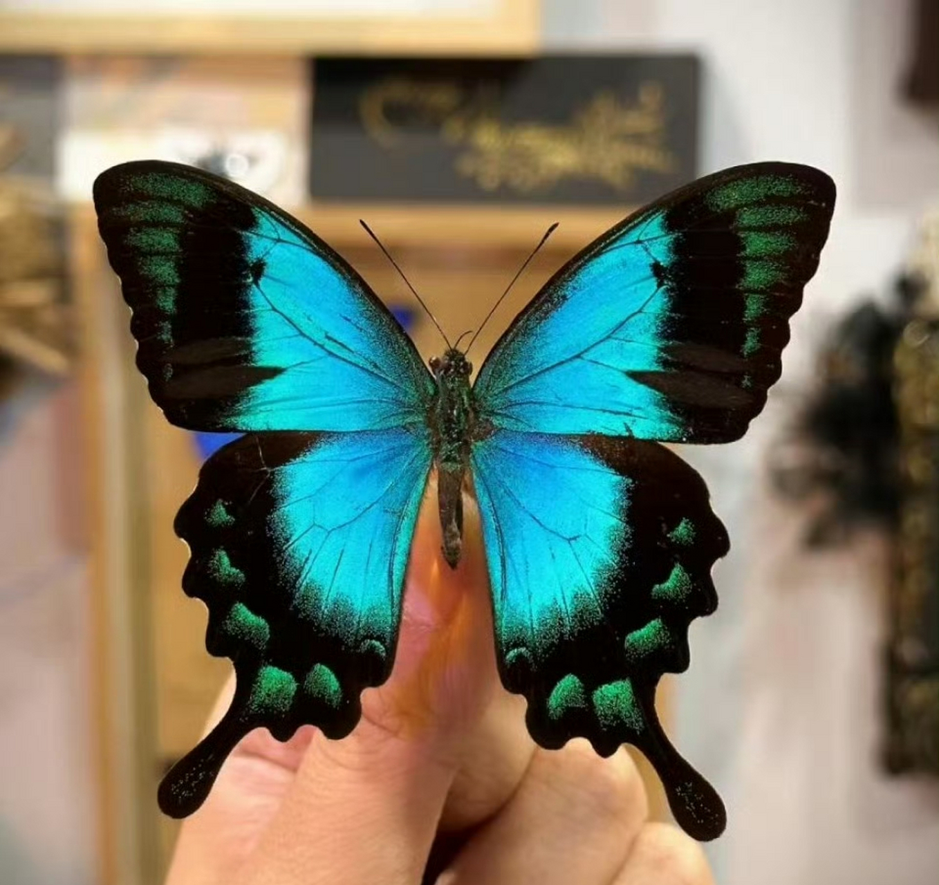 五斑翠凤蝶为日行蝴蝶,喜欢在花园,公园,森林等地方活动.