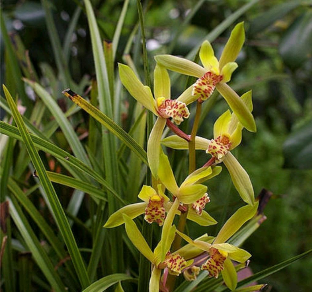 这几点做不到,当心春蕙兰入室后消苞