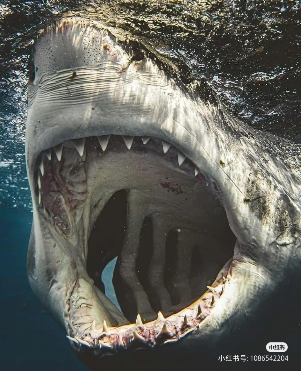 海洋世界,鲨鱼的嘴