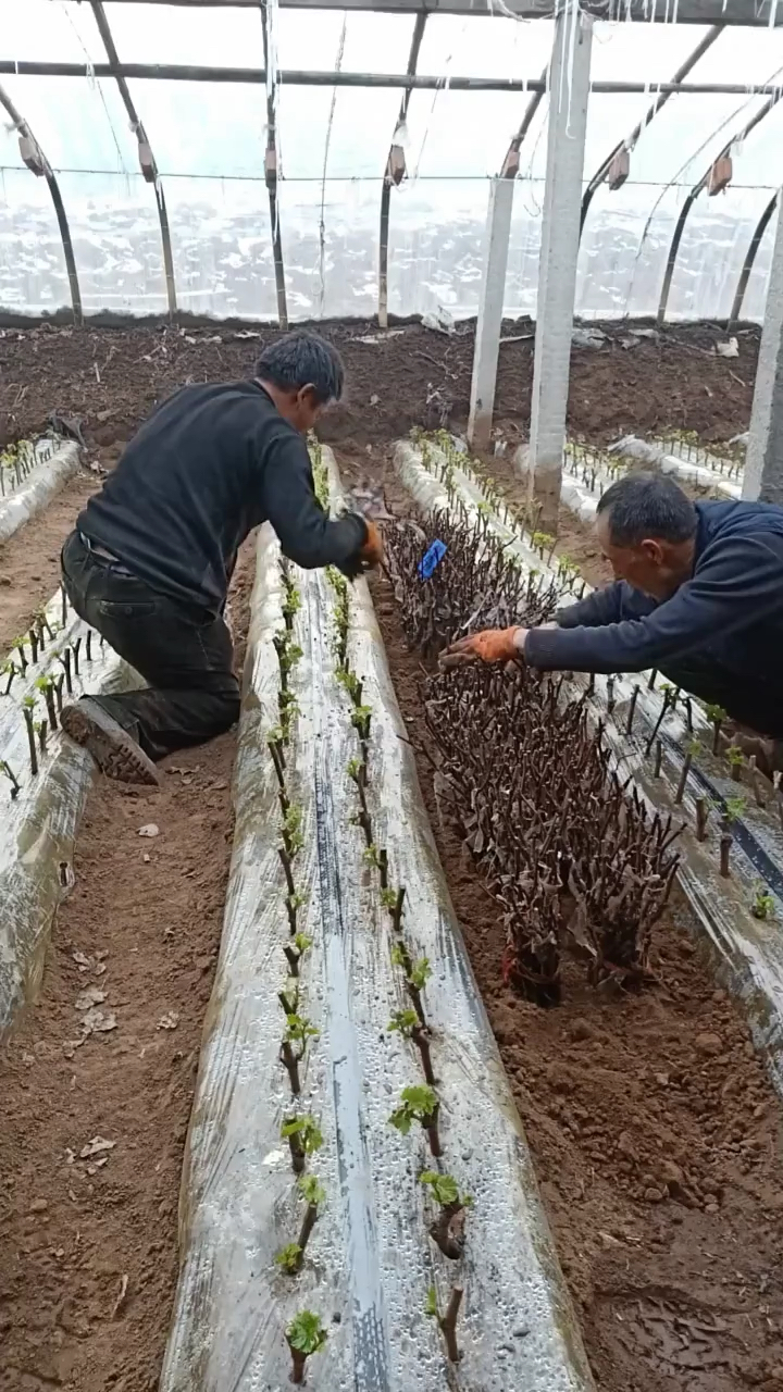 葡萄苗扦插处理中,辽宁嫁接葡萄苗