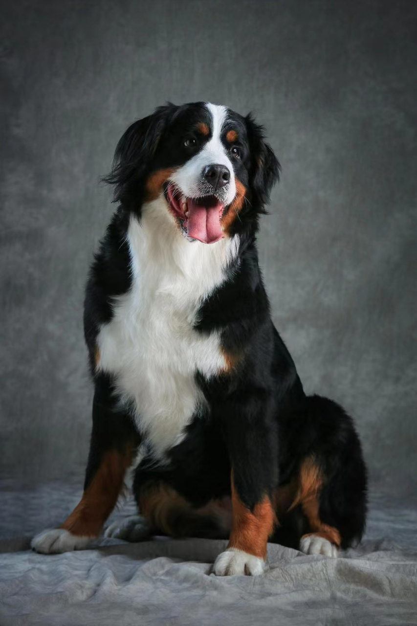伯恩山犬 伯恩山犬-bernese mountain dog(牧羊犬) ·体重:40-44公斤